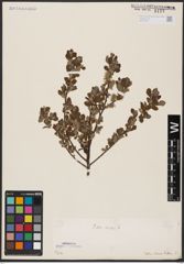 Foto von Salix aurita L.